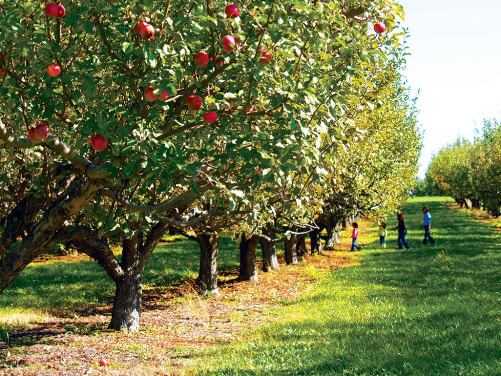 Apple Orchard Near Me Map 