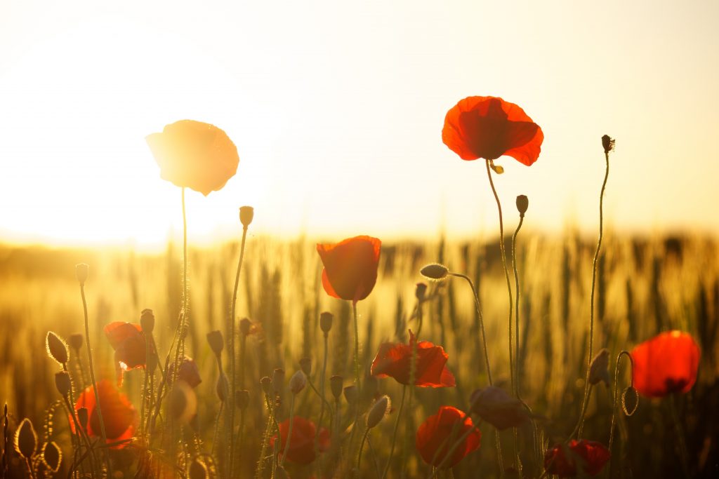 Remembering Together, Honouring our Veterans