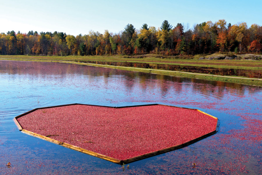 Falling in Love With Bala – The Bala Cranberry Festival