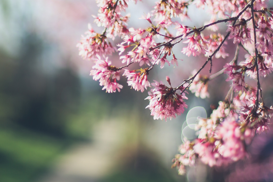 Spring Bloom: Making The Most Of Fresh Florals