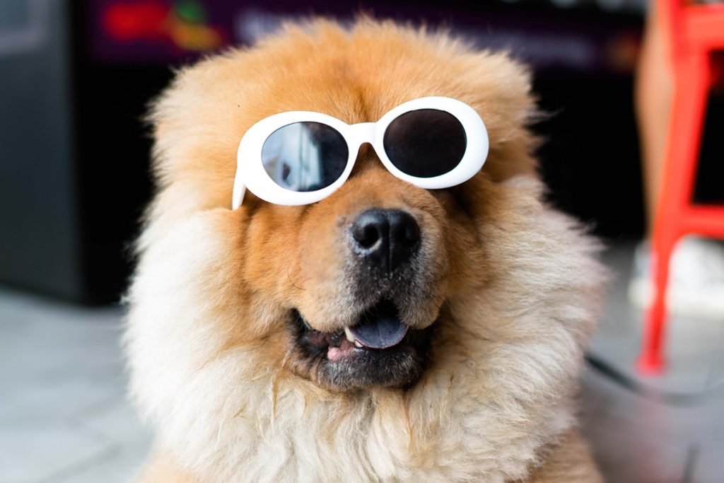 Dog Days of Summer: The Family Pooch Brings Us Joy – Plus So Much More