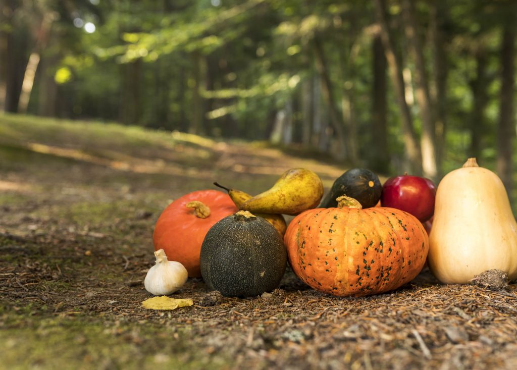Gourds 101: Craft Supplies or Delicious Vegetables?
