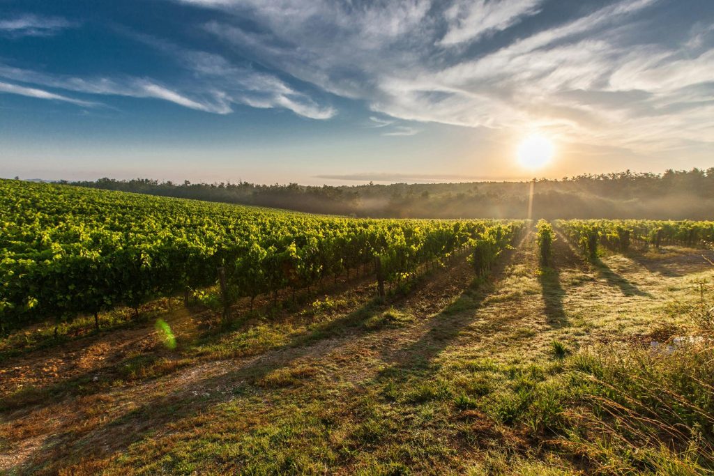 Nectar from the Gods: In Praise Of Niagara’s Late Harvest Wines